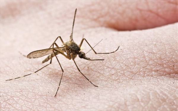 Τηλέφωνο επικοινωνίας στο Δήμο Καλαμάτας για καταπολέμηση κουνουπιών 