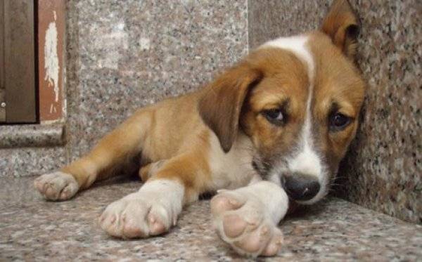 Μεσσηνία: Ένας χρόνος φυλάκιση για εγκατάλειψη σκύλου και πρόστιμο 5.000 ευρώ