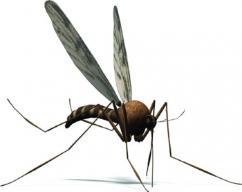 Για να αντιμετωπιστούν τα σμήνη των κουνουπιών: Νέοι ψεκασμοί στη Γιάλοβα 