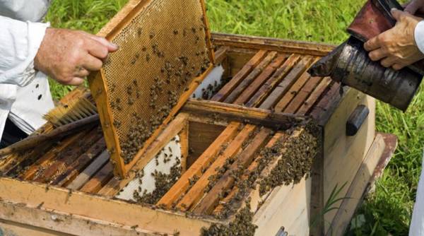 Δηλώσεις κυψελών από μελισσοκόμους στη Μεσσηνία 