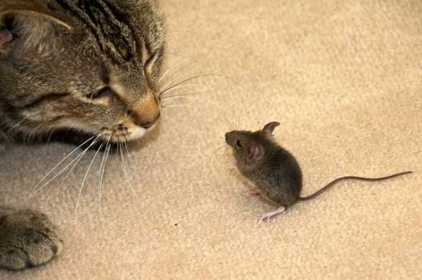 Δεν φτάνει να έχουμε γάτες πρέπει να πιάνουν και ποντίκια