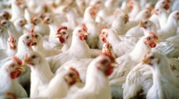 Ολλανδία:Απαγόρευση εκτροφής πτηνών λόγω Η5Ν8