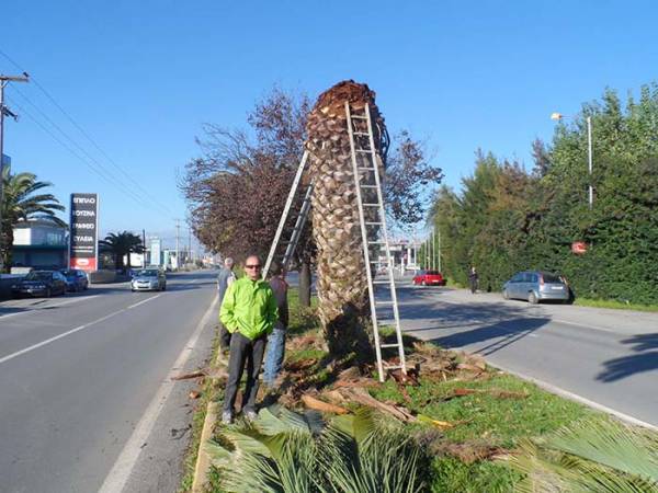Προσπάθεια να σωθούν οι φοίνικες Νέας Εισόδου (φωτογραφίες)