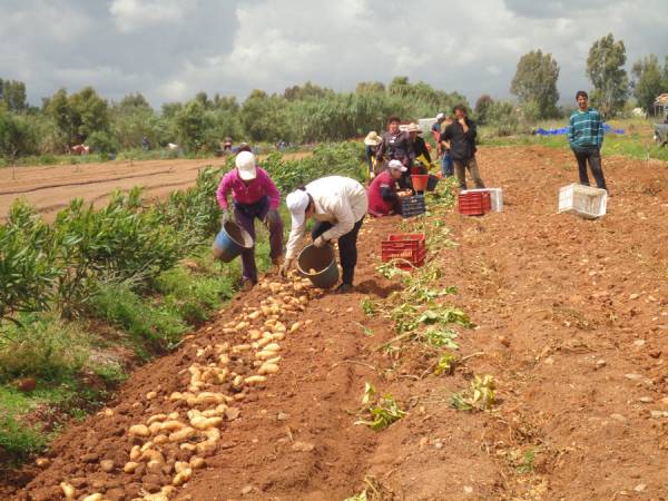 1.000 στρέμματα πατάτα λόγω τιμής στα χωράφια