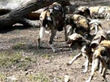 Τσακάλια και άγρια σκυλιά αποδεκατίζουν πρόβατα και κατσίκια