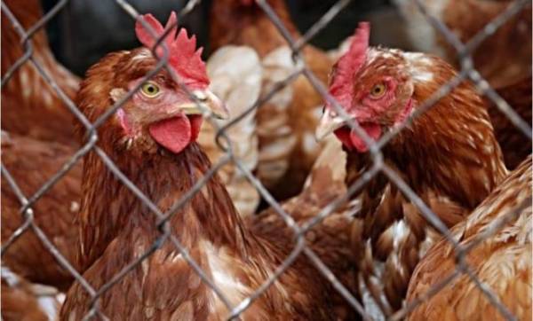 Μέτρα βιοασφάλειας για τη γρίπη των πτηνών