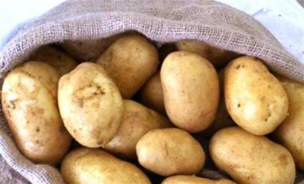 Μεσσηνία: 63χρονος έκλεψε 4 τόνους πατάτες - Τις μάζευε τη νύχτα από χωράφια!