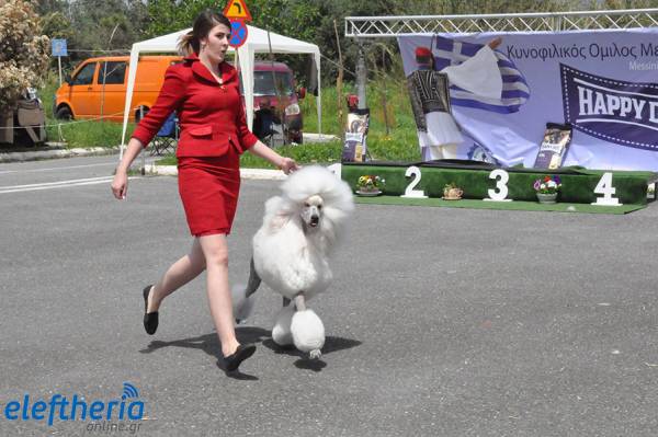 500 συμμετοχές στην Έκθεση Μορφολογίας Σκύλων στην Καλαμάτα (βίντεο-φωτογραφίες)