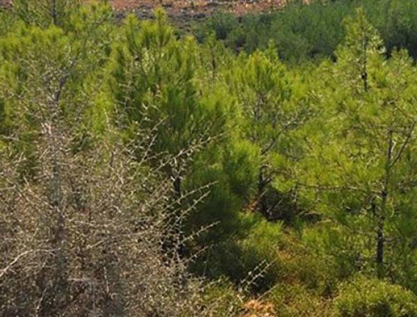 Οι Μανιάτες στο ΣΥΡΙΖΑ για τους δασικούς χάρτες 