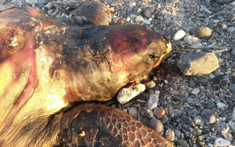 Νεκρή χελώνα καρέτα - καρέτα στη Μονεμβασιά