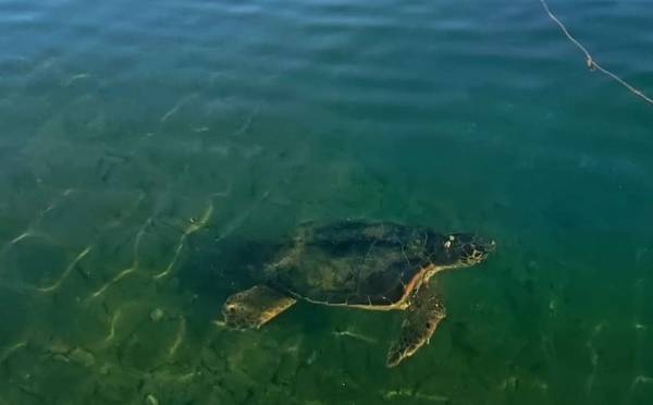 «Έκλεψε την παράσταση» θαλάσσια χελώνα στην Κυπαρισσία