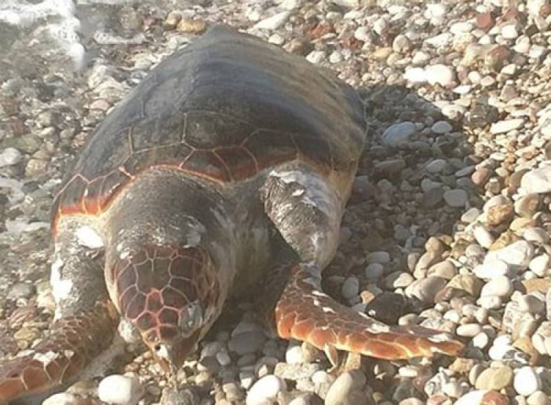 Νεκρή χελώνα καρέτα-καρέτα σε παραλία της Κυπαρισσίας