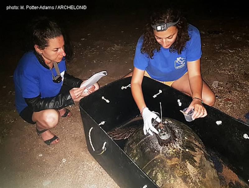 Πομποί σε χελώνες καρέτα - καρέτα για να μελετηθούν οι κινήσεις τους στον Κυπαρισσιακό