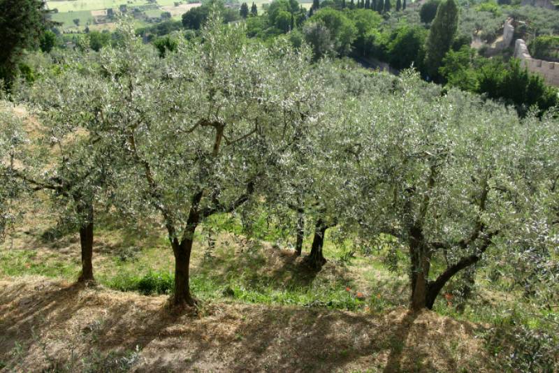 Ενημερωτική εκδήλωση για θέματα ελαιοκομίας στον Κάμπο