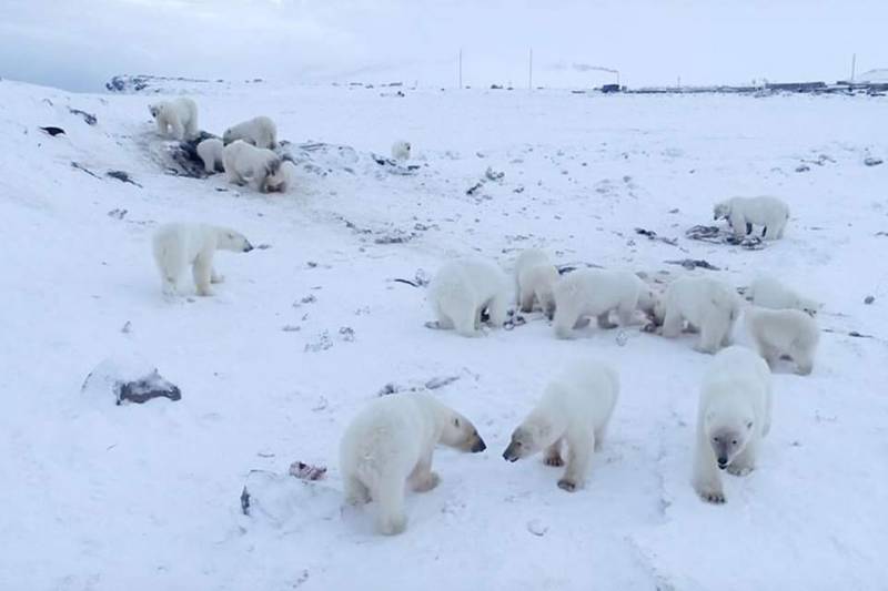 Δεκάδες πολικές αρκούδες «εγκλωβισμένες» στα περίχωρα ρωσικού χωριού (Βίντεο)