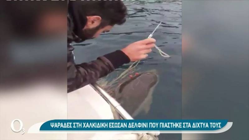 Ψαράδες διέσωσαν δελφίνι από τα δίχτυα τους στα ανοιχτά του Αγίου Όρους (βίντεο)