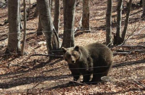 Αρκούδες προκάλεσαν ζημιές σε χωριά των Τρικάλων