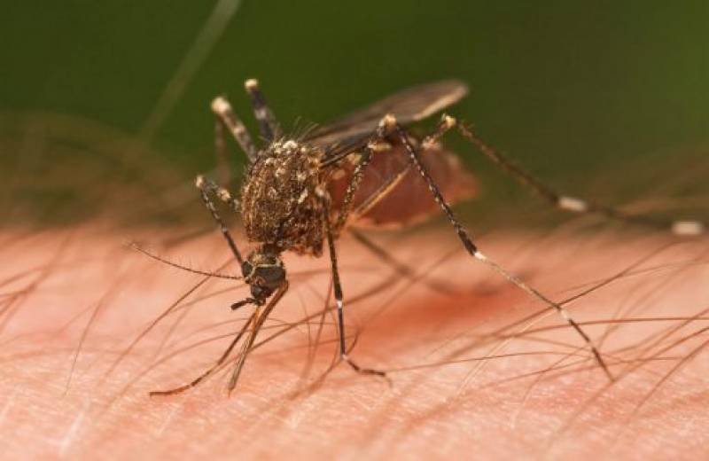 Πώς θα προστατευτείτε από τα κουνούπια