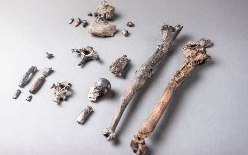 Οστά αρχαίου πιθήκου πιθανόν να ανατρέπουν όσα γνωρίζαμε για την ανθρώπινη εξέλιξη