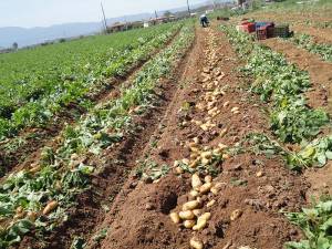 Κακή χρονιά για την παραγωγή πατάτας στη Μεσσήνη