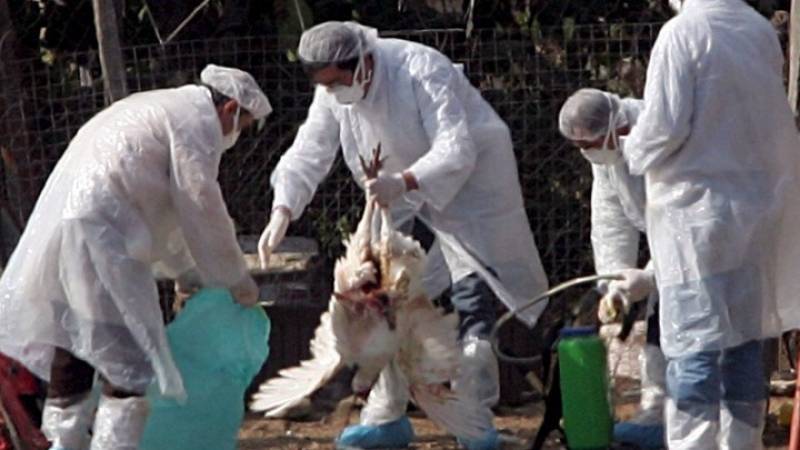 Βουλγαρία: Ευθανασία 12.000 πουλερικών - Εντοπίστηκε εστία της γρίπης των πτηνών