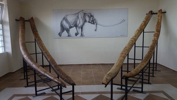 Γρεβενά: Στο κυνήγι των ελεφάντων πριν από 3,5 εκατ. χρόνια