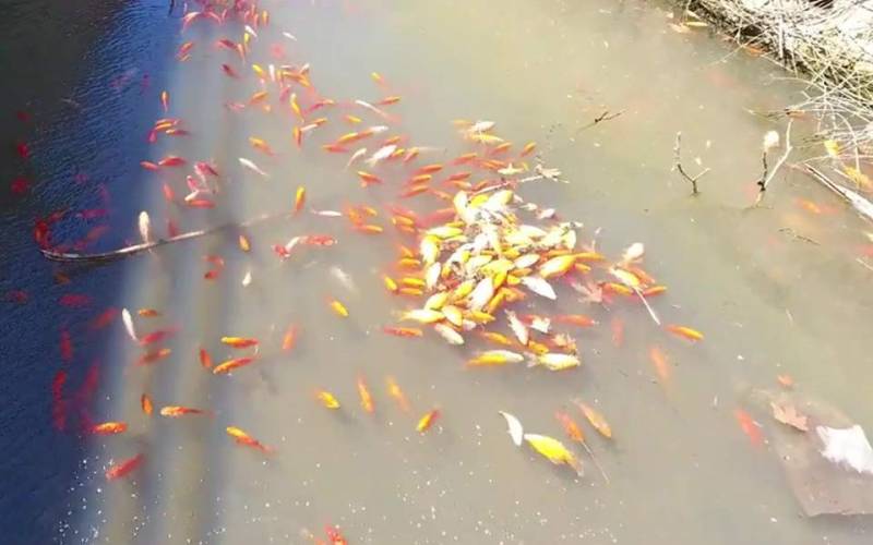 Γέμισε νεκρά ψάρια φράγμα στην Κρήτη (Φωτογραφίες)