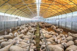 Κτηνοτροφικά πάρκα για νέους αγρότες σε Μεσσηνία, Αργολίδα και Κορινθία