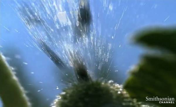 Βίντεο: Όταν τα φυτά μετατρέπονται σε πολυβόλα