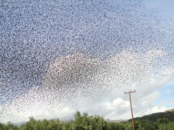 Καταπληκτικοί σχηματισμοί από χιλιάδες πουλιά