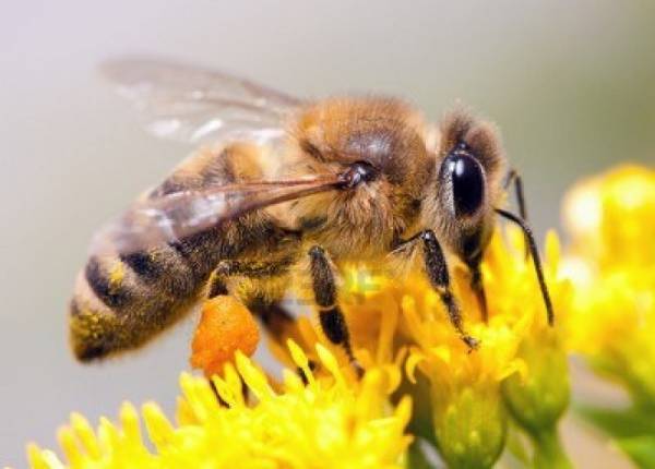 Οδηγίες για την προστασία των μελισσών από φυτοφάρμακα