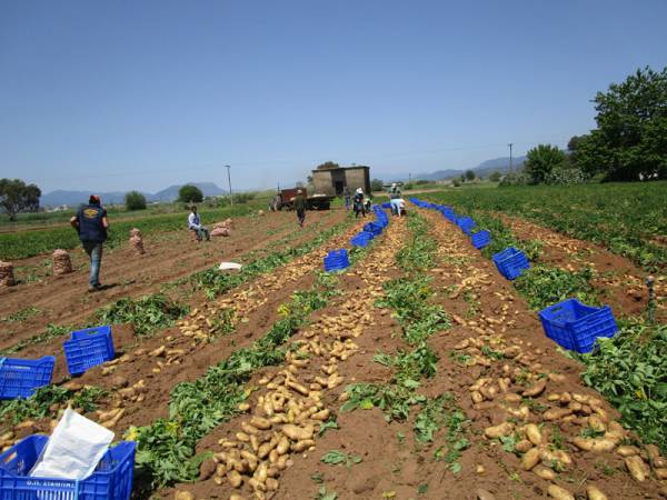 Μεσσηνία: Στα 35 λεπτά έπεσε η τιμή της πατάτας 