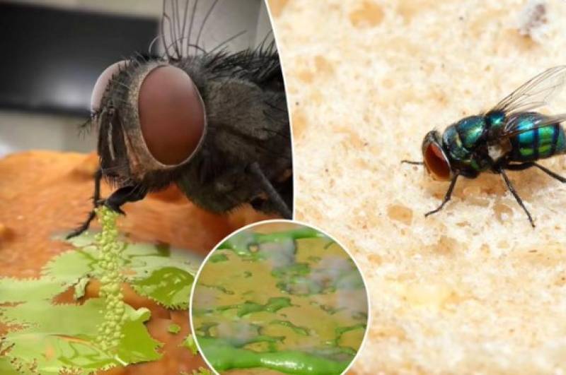 Bίντεο αποκαλύπτει τι συμβαίνει όταν μια μύγα προσγειώνεται στο φαγητό