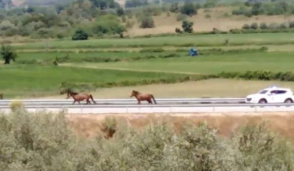 Ιόνια Οδός: Άγρια άλογα κάλπαζαν στον αυτοκινητόδρομο (Βίντεο)