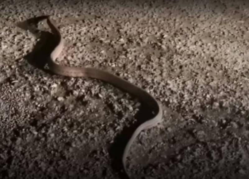 Μεγάλο φίδι έκανε βόλτες μέσα στο καταχείμωνο στη Γαβρολίμνη Αιτ/νιας (Βίντεο)