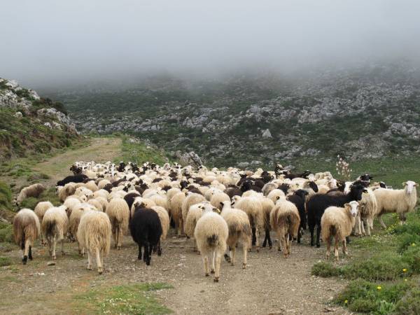15 δικαιούχοι πληρωμής βιολογικής κτηνοτροφίας στη Μεσσηνία