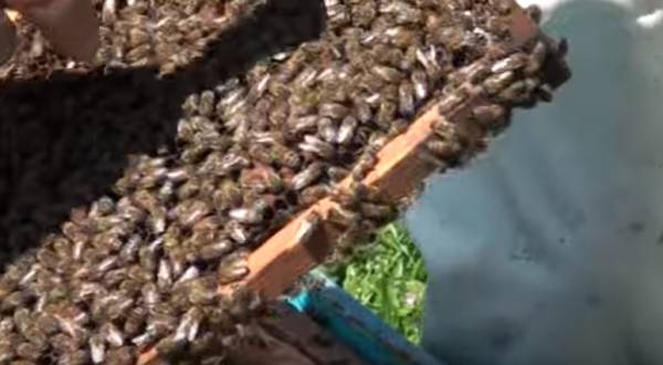 O μαγικός κόσμος της μέλισσας στην &quot;Εύφορη Γη&quot; (βίντεο)