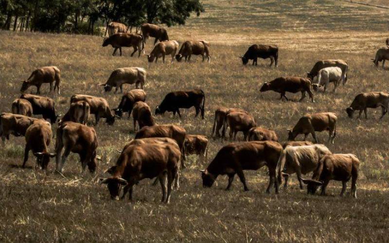Προληπτικά μέτρα στον Έβρο λόγω ασθένειας βοοειδών στην Τουρκία