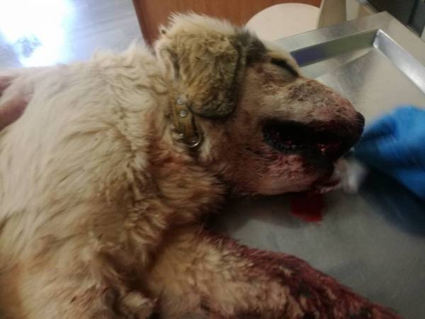 Καλαμάτα: Νεκρός σκύλος από κροτίδες που του έβαλαν στο στόμα
