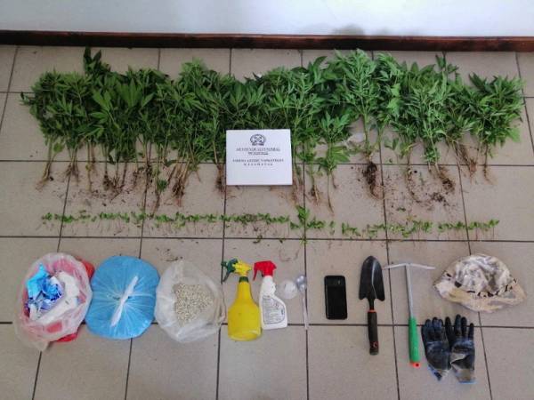 Μεσσηνία: Σύλληψη 27χρονου για χασισοφυτεία με 174 δενδρύλλια στον Άμμο (φωτογραφίες)