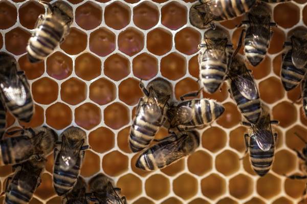 Οι μελισσοκόμοι Μεσσηνίας, Αρκαδίας και Λακωνίας για τους ψεκασμούς