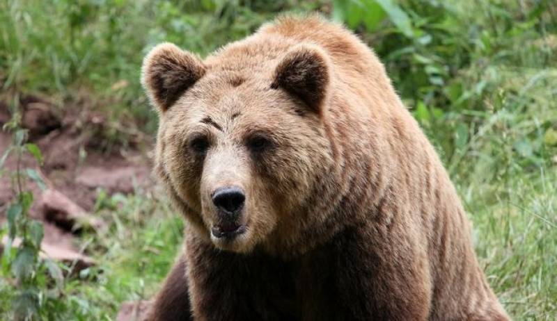 15χρονος έπεσε στα δόντια αρκούδας για να σώσει 13χρονο ξάδερφο του