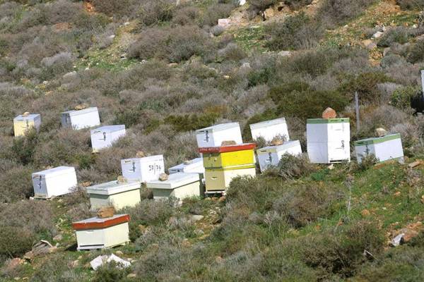 Μεσσηνία: Κάθειρξη 8 χρόνων για κλοπή μελισσών 