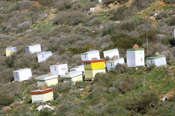 Μεσσηνία: Κάθειρξη 8 χρόνων για κλοπή μελισσών