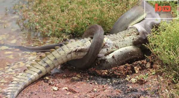 Βίντεο: Φίδι καταπίνει κροκόδειλο