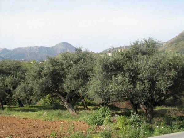 Ενημέρωση για την αντιμετώπιση του δάκου και του γλοιοσπορίου