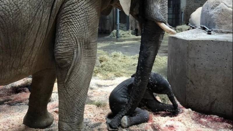 Γερμανία: Γεννήθηκε ελεφαντάκι σε ζωολογικό κήπο, μπροστά στα έκπληκτα μάτια επισκεπτών