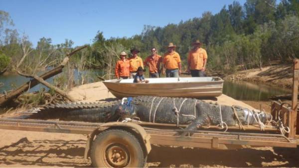Αυστραλία: Θαλάσσιος κροκόδειλος 600 κιλών πιάστηκε έπειτα από οκτώ χρόνια