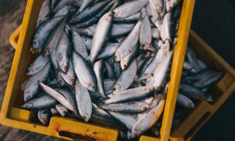 Δέσμευσαν 93 κιλά ακατάλληλα ψάρια από την ιχθυόσκαλα Κερατσινίου