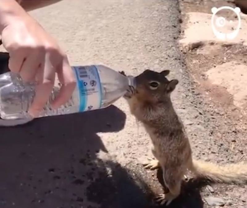 Σκίουρος ήπιε ένα μπουκάλι νερό που του έδωσαν... τουρίστες (Βίντεο)